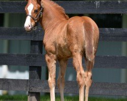 foal by Stute von Good Magic xx (Thoroughbred, 2024, from Good Magic xx)