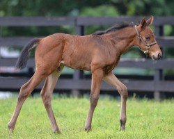 foal by Hengst von Good Magic xx (Thoroughbred, 2024, from Good Magic xx)