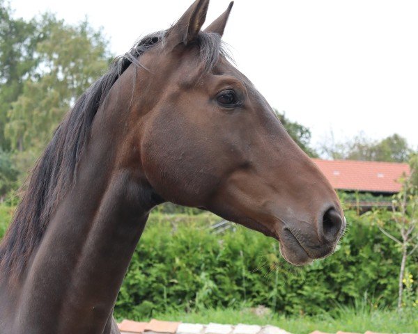 jumper Hengst von Come Close x Parforce (Trakehner, 2015, from Come close)