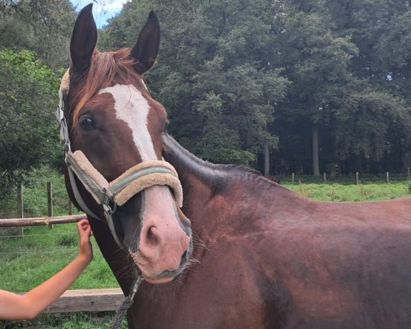 broodmare Bon Amie (Westphalian, 2017, from Callaho's Benicio)