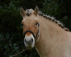 dressage horse Karli Kartoffel S (Fjord Horse, 2019)