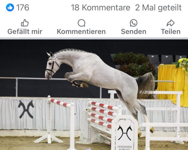 jumper Hengst von Casino Berlin / Lordanos (Oldenburg show jumper, 2022, from Casino Berlin OLD)