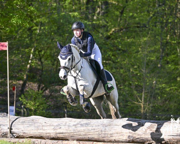 Springpferd Melody Harry (Connemara-Pony, 2015, von I Love You Melody)