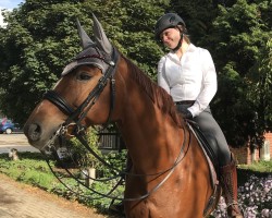 dressage horse Delicious Dancer (Westphalian, 2009, from Dresemann)