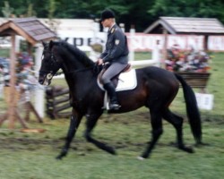 Deckhengst Jan Victor 52 FIN (Finnisches Warmblut, 1979, von Vincent xx STS)