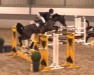 jumper Barissa 5 (Hanoverian, 2017, from Balou Peggio)