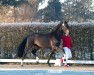 dressage horse Hengst von Belantis I / Fiderbach (KWPN (Royal Dutch Sporthorse), 2022, from Belantis)