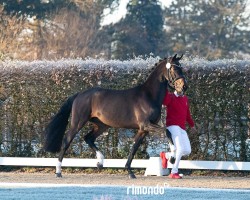 dressage horse Hengst von Belantis I / Fiderbach (KWPN (Royal Dutch Sporthorse), 2022, from Belantis)