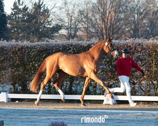 dressage horse Best Boy (German Sport Horse, 2022, from Belantis II)