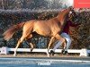 dressage horse Hengst von Bon Vivaldi NRW / Waterford (Hanoverian, 2022, from Bon Vivaldi NRW)