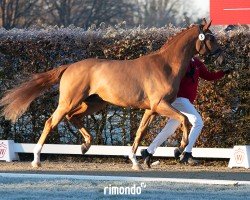 dressage horse Hengst von Bon Vivaldi NRW / Waterford (Hanoverian, 2022, from Bon Vivaldi NRW)