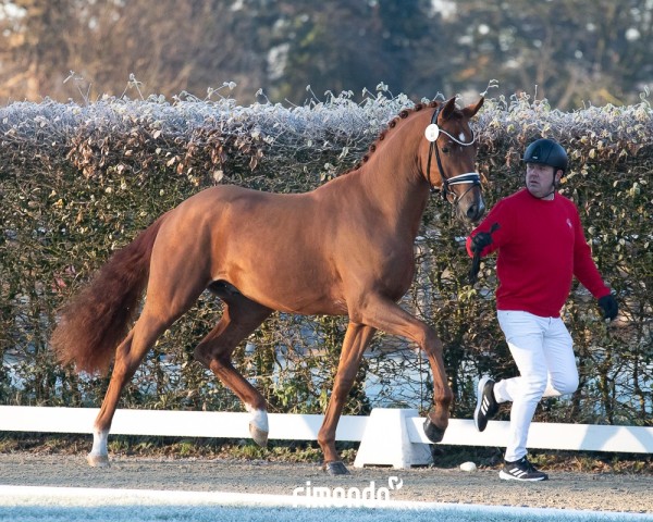 dressage horse Hengst von Bordeaux / Vivaldi (Rhinelander, 2022, from Bordeaux 28)