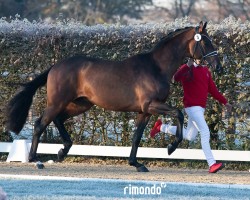 dressage horse Besitos (Westphalian, 2022, from Callaho's Benicio)