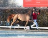 dressage horse Hengst von De Niro Gold / Le Vivaldi (Oldenburg, 2022, from De Niro Gold 3)