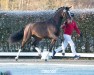 dressage horse Hengst von Debutant PS / Diatano (Westphalian, 2022, from Debutant PS)