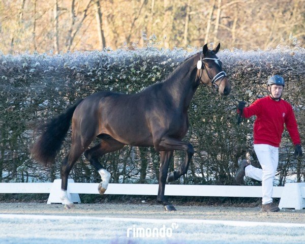 Dressurpferd Hengst von Debutant PS / Feinrich (Oldenburger, 2022, von Debutant PS)