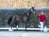 dressage horse Hengst von Debutant PS / Feinrich (Oldenburg, 2022, from Debutant PS)