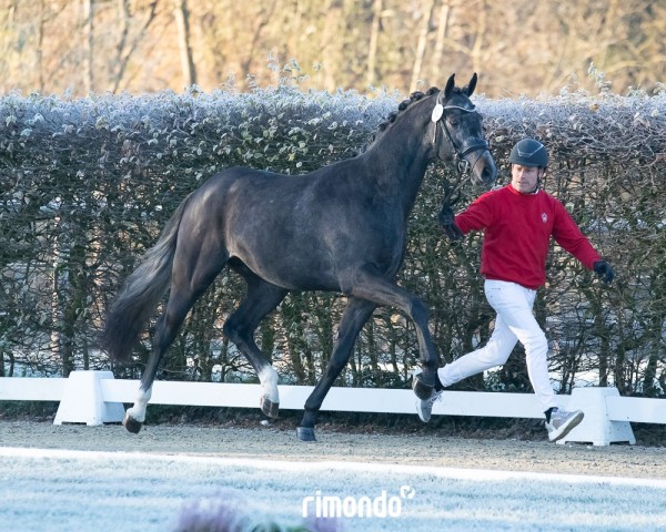 dressage horse Del Corazón L (Westphalian, 2022, from Destello OLD)