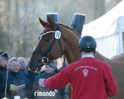 dressage horse Destalis (Westphalian, 2022, from Destacado FRH)