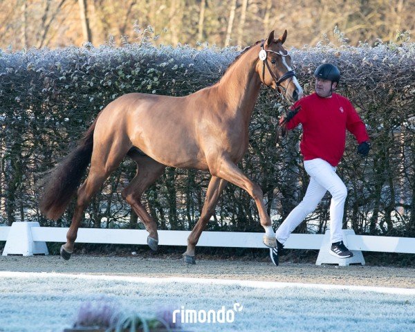 dressage horse Hengst von Dynamic Dream / Johnson (Westphalian, 2022, from Dynamic Dream)