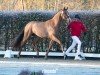 dressage horse Hengst von Dynamic Dream / Johnson (Westphalian, 2022, from Dynamic Dream)