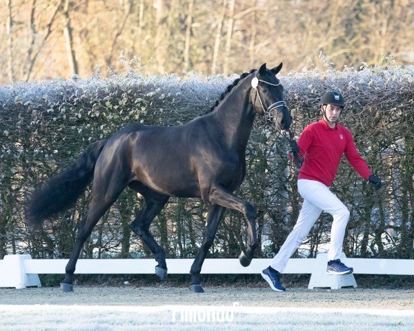 Dressurpferd Deep Blue (Oldenburger, 2022, von Dynamic Dream)