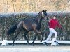 dressage horse Hengst von Dynamic Dream / Rock Springs (Oldenburg, 2022, from Dynamic Dream)