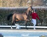 dressage horse Emilio-Romagno SBE (Oldenburg, 2022, from Ellis NRW)