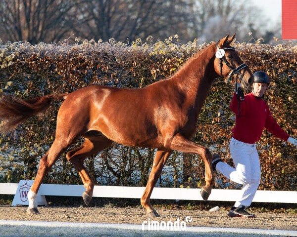 dressage horse E aus der Fiderwolke (Westphalian, 2022, from Escolar)