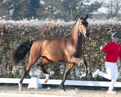 dressage horse Hengst von Flashbang / Soliman de Hus (Hanoverian, 2022, from Flashbang)