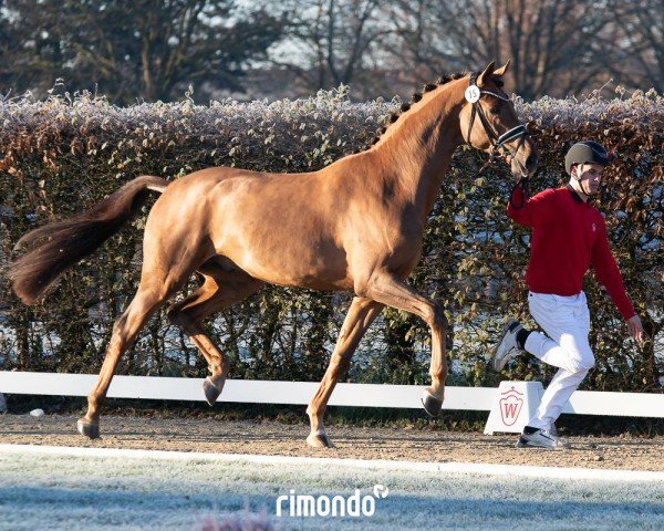 dressage horse Hengst von Dynamic Dream / Secret (German Sport Horse, 2022, from Dynamic Dream)