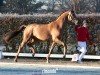 dressage horse Hengst von Dynamic Dream / Secret (German Sport Horse, 2022, from Dynamic Dream)