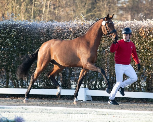 dressage horse Hengst von Franz Joseph Junior / Sir Donnerhall I (Westphalian, 2022, from Franz Joseph Junior)