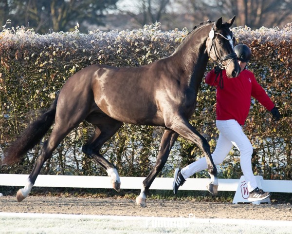 dressage horse Hengst von Franco Nero / Dante Weltino (Hanoverian, 2022, from Franco Nero)