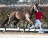 dressage horse Hengst von Franco Nero / Dante Weltino (Hanoverian, 2022, from Franco Nero)