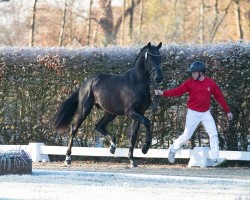 dressage horse Hengst von For Romance I / Secret (KWPN (Royal Dutch Sporthorse), 2022, from For Romance I)