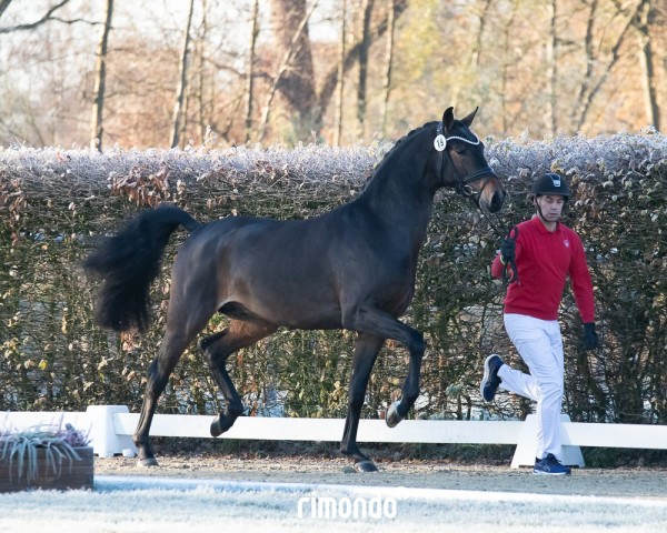 dressage horse Hengst von For Dance / Desperados (Oldenburg, 2022, from For Dance)