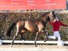 dressage horse Funkytown (Westphalian, 2022, from Franziskus FRH)