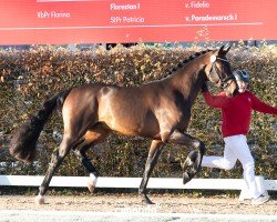 dressage horse Funkytown (Westphalian, 2022, from Franziskus FRH)