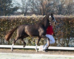 dressage horse Hengst von Franziskus / Rock Forever I (Westphalian, 2022, from Franziskus FRH)