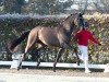 dressage horse Mariano (Westphalian, 2022, from Morricone)