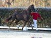 dressage horse Hengst von Revolution / Dancier (Westphalian, 2022, from Revolution)