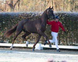 dressage horse Hengst von Revolution / Dancier (Westphalian, 2022, from Revolution)