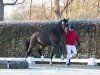 dressage horse Hengst von Secret / Zonik (Oldenburg, 2022, from Secret)