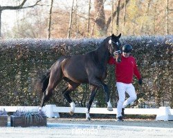 dressage horse Hengst von Secret / Zonik (Oldenburg, 2022, from Secret)