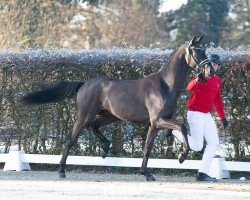 dressage horse Silverstone (Oldenburg, 2022, from Sezuan)