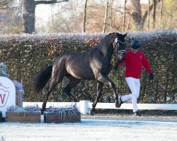 dressage horse Hengst von Sir Donnerhall I / Jazz (Westphalian, 2022, from Sir Donnerhall I)