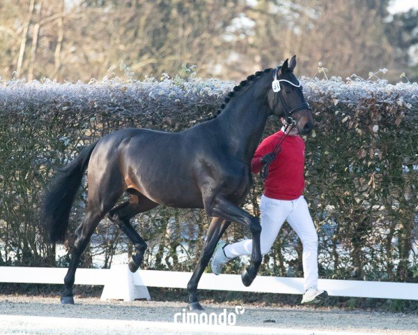 dressage horse Sungino Perfect de Pad (Westphalian, 2022, from So Perfect)