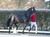 dressage horse Sungino Perfect de Pad (Westphalian, 2022, from So Perfect)