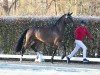 dressage horse Hengst von Total McLaren / Asgard's Ibiza (Hanoverian, 2022, from Total McLaren)